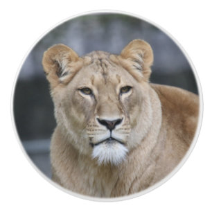 Bouton De Porte En Céramique Lion 004