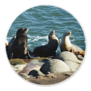 Bouton De Porte En Céramique Lions de la mer de San Diego