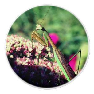 Bouton De Porte En Céramique Mantis De Prière Sur La Fleur Sedum