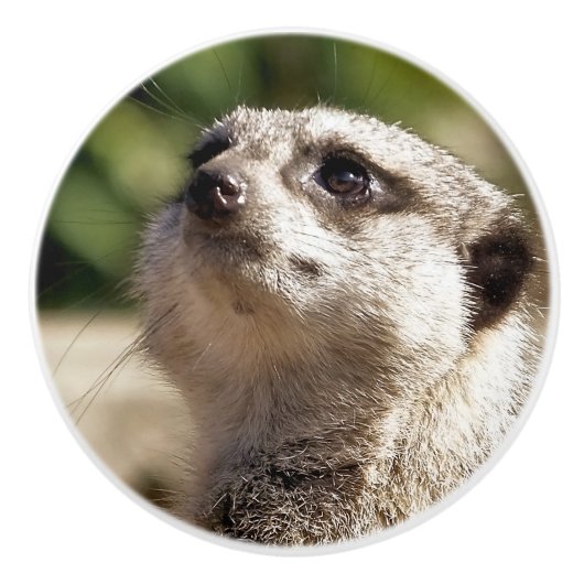 BOUTON DE PORTE EN CÉRAMIQUE MEERKAT (Devant)