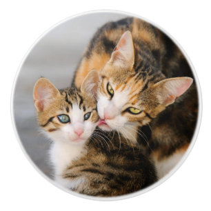 Bouton De Porte En Céramique Mère Chat Aime Cute Kitten
