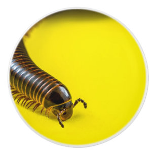 BOUTON DE PORTE EN CÉRAMIQUE MILLIPEDE ALLUMÉ