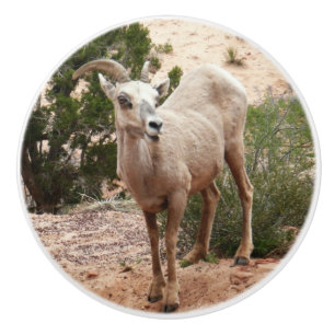 Bouton De Porte En Céramique Mouflons drôles à Zion National Park