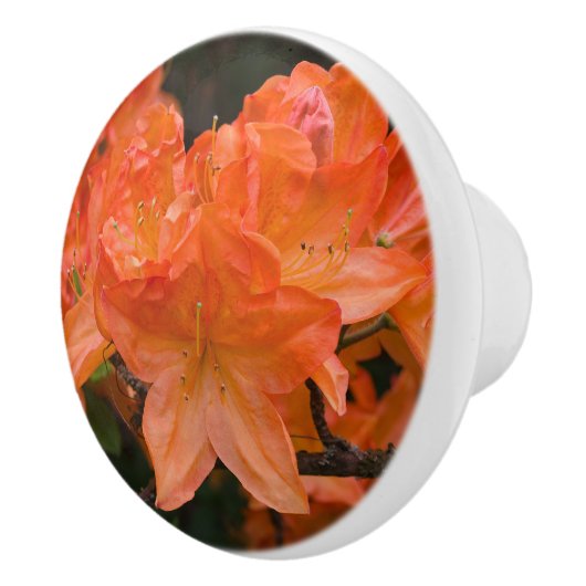 Bouton De Porte En Céramique Orange Azalea Rhododendron Fleurs (Droite)