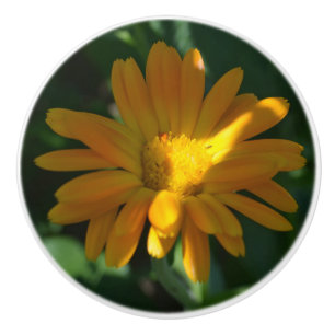 Bouton De Porte En Céramique Orange Pot Marigold Flower (Calendula officinalis)