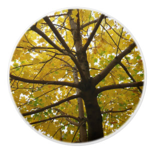 Bouton De Porte En Céramique Paire d'érables jaunes Automne Nature