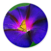Papillon sur gloire du matin