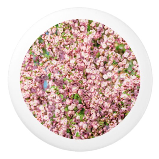 Bouton De Porte En Céramique Plum à fleurs (Devant)