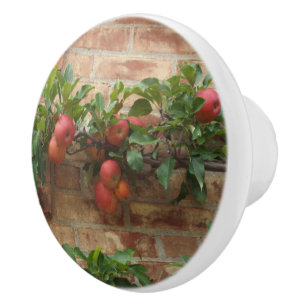 BOUTON DE PORTE EN CÉRAMIQUE POMMES S'ÉLEVANT SUR LE MUR DE BRIQUES ESPALIER