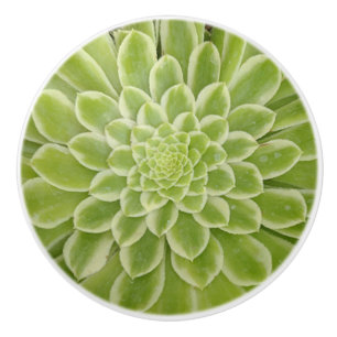 Bouton De Porte En Céramique Pompe en céramique Succulente