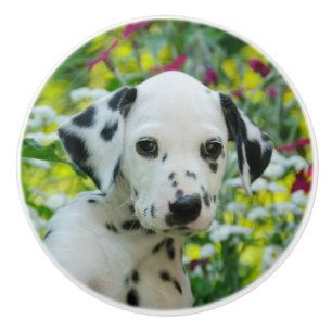 Bouton De Porte En Céramique Portrait mignon de chiot de chien dalmatien