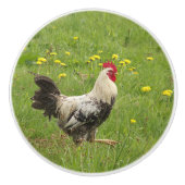 Bouton De Porte En Céramique poulet, coq, animal, oiseau, ferme, agriculture, (Devant)