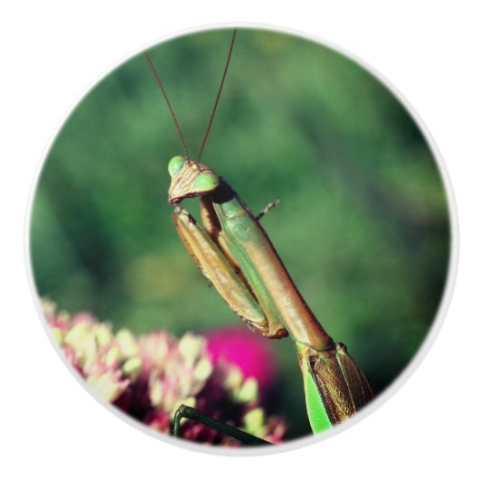 Bouton De Porte En Céramique Priez Mantis Élevée De Près (Devant)