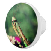 Bouton De Porte En Céramique Priez Mantis Élevée De Près (Droite)