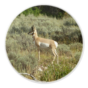 Bouton De Porte En Céramique Pronghorn au Parc national de Grand Teton