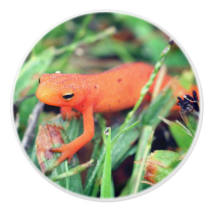 Bouton De Porte En Céramique Rouge Eft Orange Salamander Nature 1