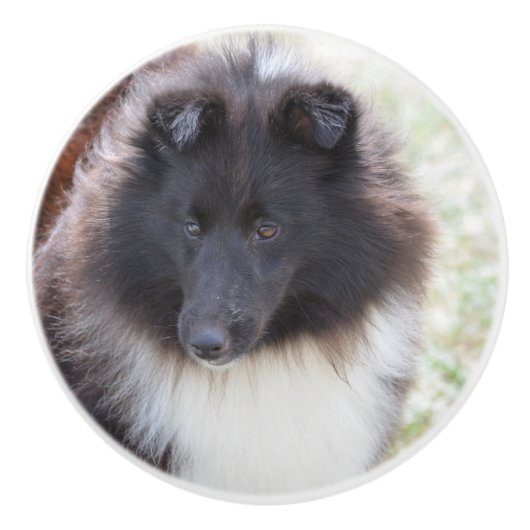 Bouton De Porte En Céramique Sheltie noir et blanc (Devant)