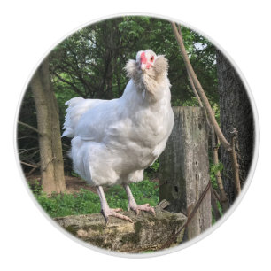 Bouton De Porte En Céramique Snowy le poulet Ameraucana fait face à la poigné