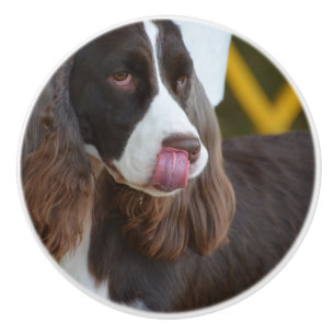 Bouton De Porte En Céramique Springer adorable Spanial
