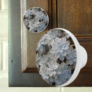 Bouton De Porte En Céramique Succulentes Bleues Argentées Photographie Botaniqu