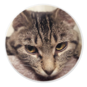 Bouton De Porte En Céramique Tabby Cat-Instagram par Shirley Taylor