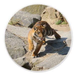Bouton De Porte En Céramique Tiger_20190302_by_JAMFoto