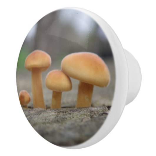 Bouton De Porte En Céramique Timy Toadstools Macro Ceramic Knob (Droite)