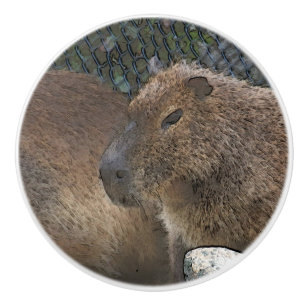 Bouton De Porte En Céramique toony capibarah
