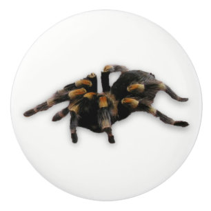 Bouton De Porte En Céramique traction d'araignée