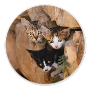 Bouton De Porte En Céramique Trois mignons chatons curieux