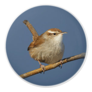 Bouton De Porte En Céramique Un curieux Wren de Bewick's Wren dans l'arbre