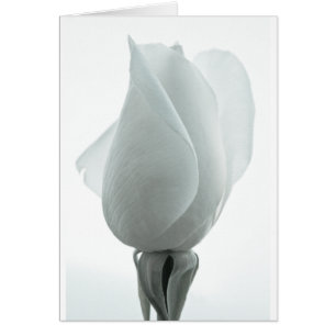 Bouton de rose blanche ... carte