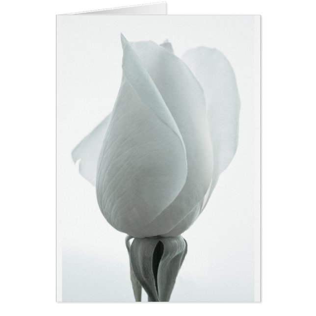 Bouton de rose blanche ... carte (Devant)