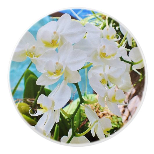 Bouton d'orchidée (Devant)