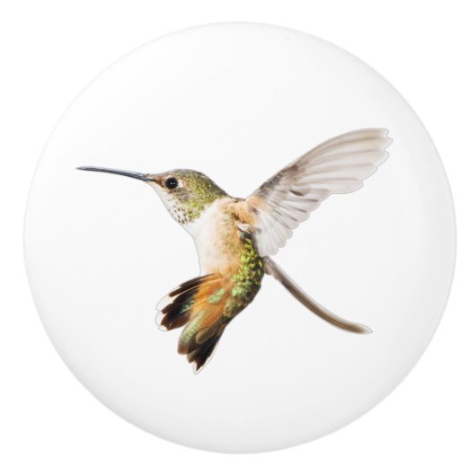 Bouton du colibri d'Allen (Devant)