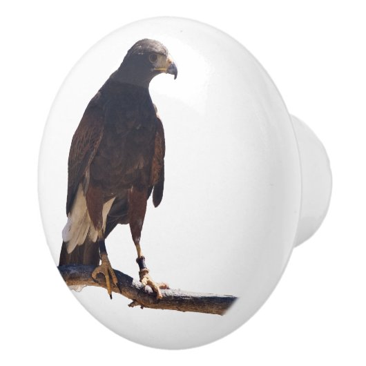 Bouton du faucon de Harris (Droite)