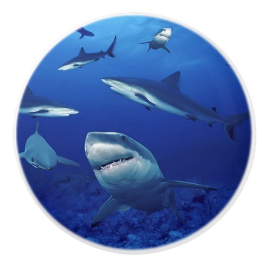 Bouton en céramique requins (Devant)