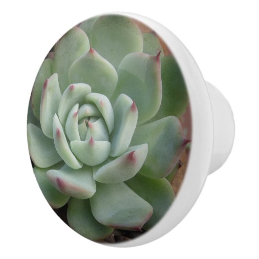 Bouton en céramique Succulent (Droite)