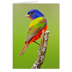 Bouton peint (Passerina ciris) Homme Perché