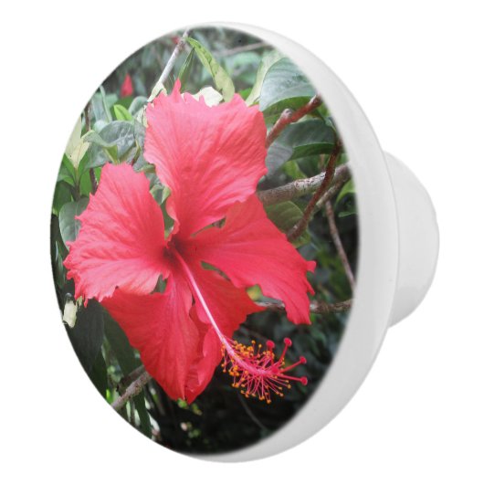 Bouton rouge Hibiscus Drawer (Droite)