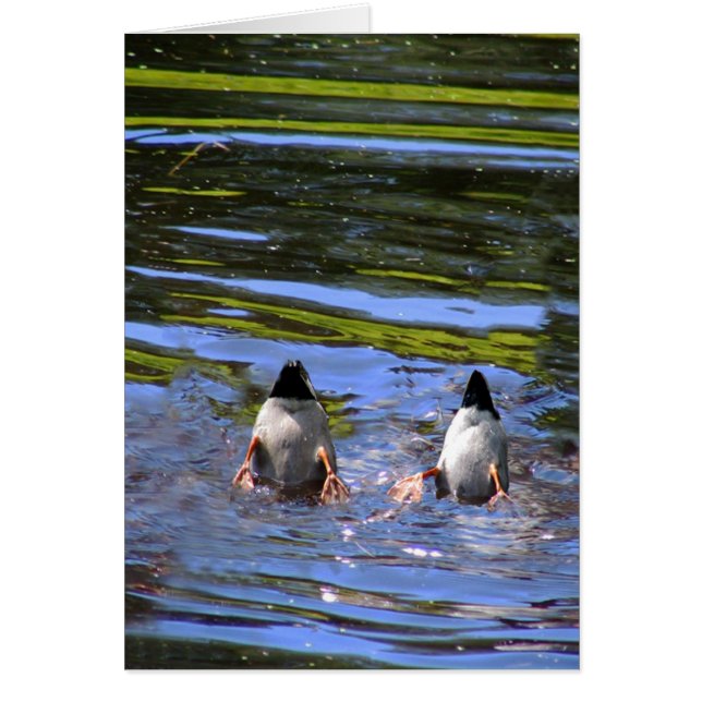 Boutons de canard (Devant)