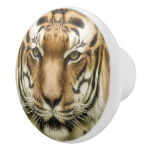 Boutons en céramique Tiger Close Up
