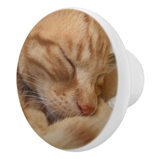 Boutons oranges de raboteuse de chat de gingembre (Droite)