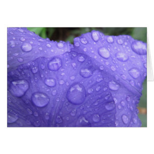 Boutons sur Iris pourpre