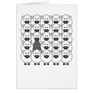 Bouvier chez les moutons