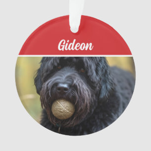 Bouvier des Flandres Chien de vacances Noël