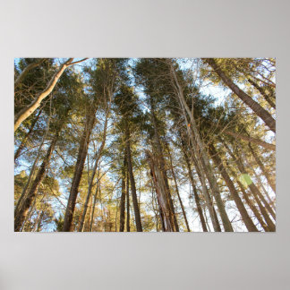 Boven de bomen – Vredig natuur landschap Poster