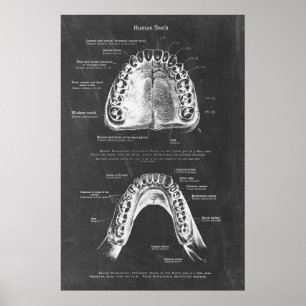 Boven- en onderkaak anatomie tandheelkundige kunst poster