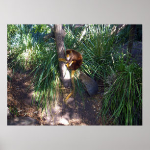 "Boven in bomen: Een Australische boomkangoeroe kl Poster