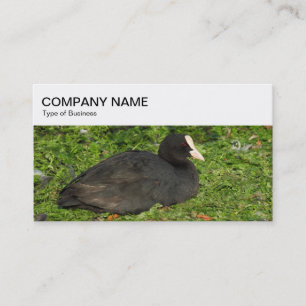 Bovenste paneel - Euraziatisch Visitekaartje